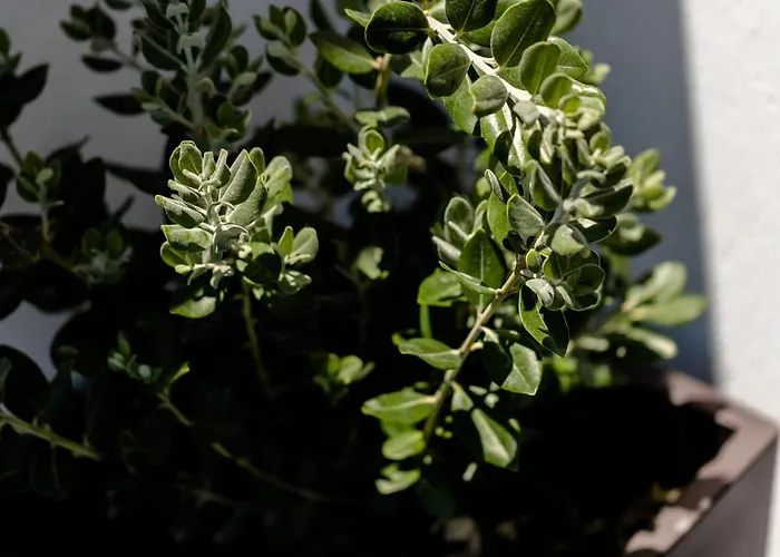 公寓 Lackos Luxury *