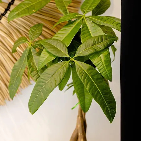 Lackos Luxury Appartement *