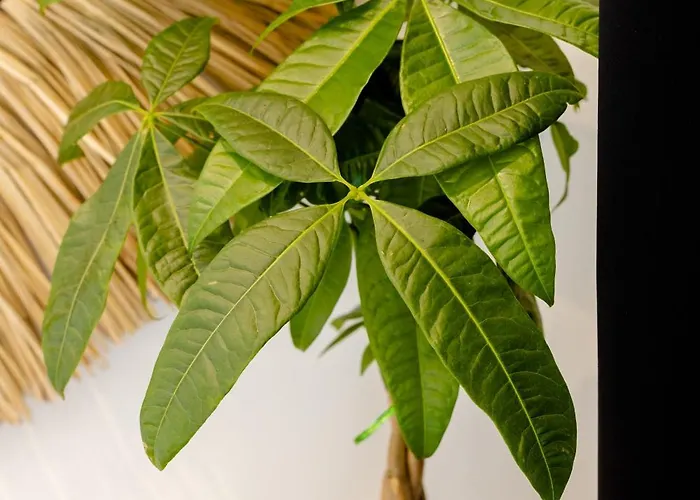 Lackos Luxury דירה *